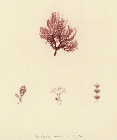 İngiliz Deniz Yosunu (doğa baskılı) by English School